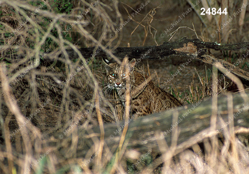 Bobcat (Lynx rufus)